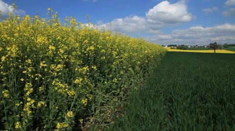 Colza Field 库存影片 23599956