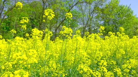 Colza field Stock Footage 62946055