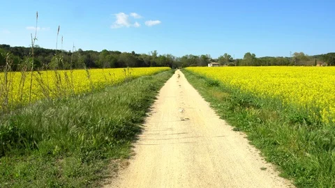 Colza field Stock Footage 89566273