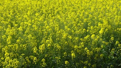 Colza field Stock Footage 89566292