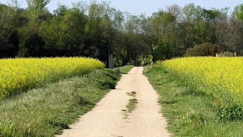 Colza field Stock Footage 89566768