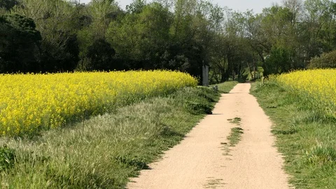 Colza field Stock Footage 89566810