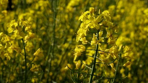 Colza field Stock Footage 89567470
