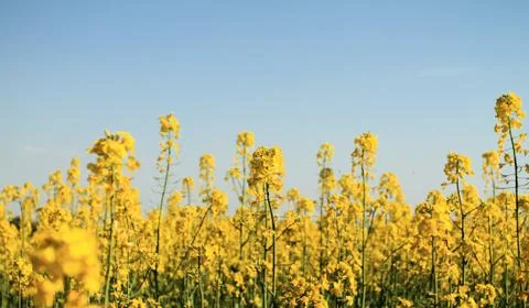 Colza field Stock Photos