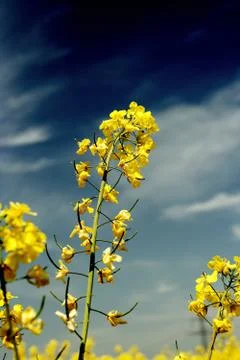 Colza field Stock Photos