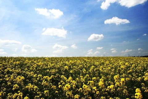 Colza field Stock Photos