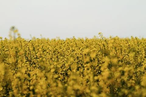Colza field Stock Photos