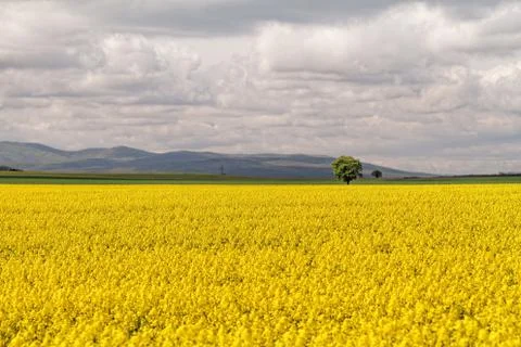 Colza field Stock Photos