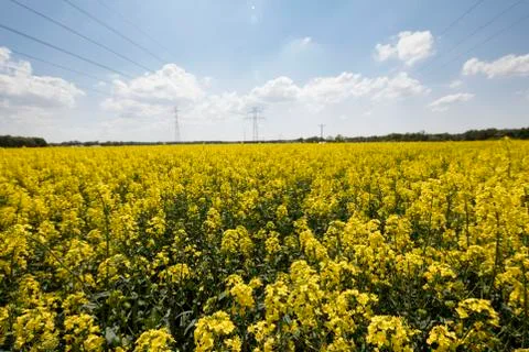 Colza field Stock Photos