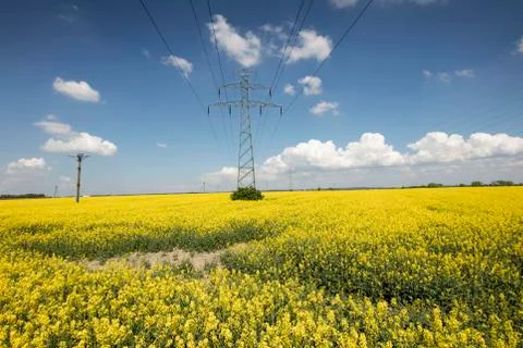 Colza field Stock Photos