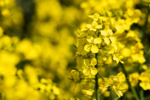 Colza field Stock Photos