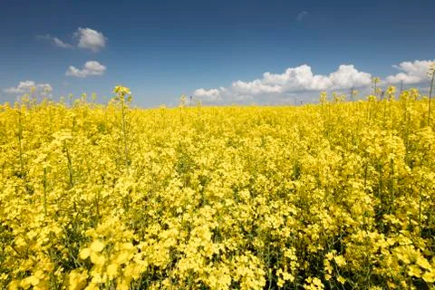 Colza field Stock Photos