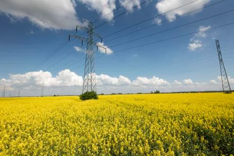 Colza field Stock Photos
