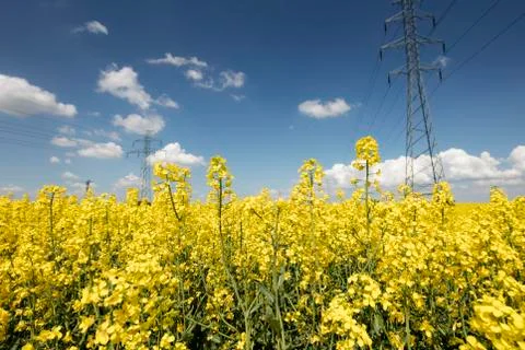 Colza field Stock Photos