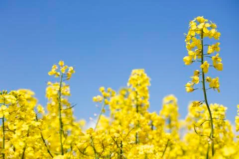 Colza field Stock Photos