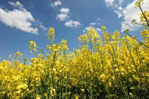 Colza field Stock Photos