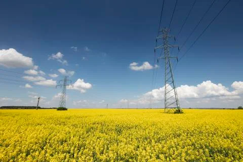 Colza field Stock Photos