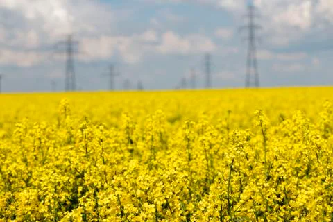Colza field Stock Photos