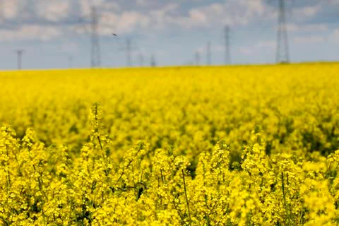 Colza field Stock Photos