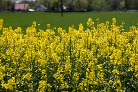 Colza field Stock Photos