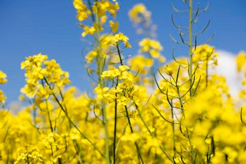 Colza field Stock Photos