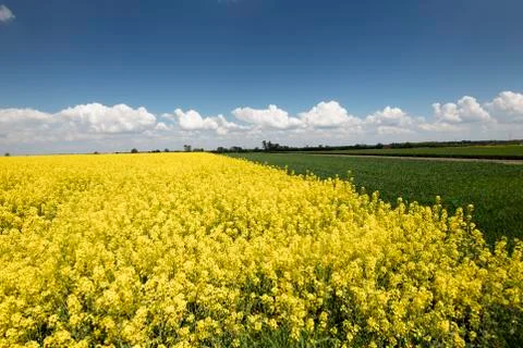 Colza field Stock Photos