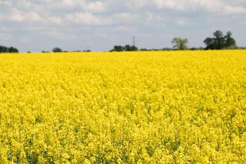 Colza field Stock Photos