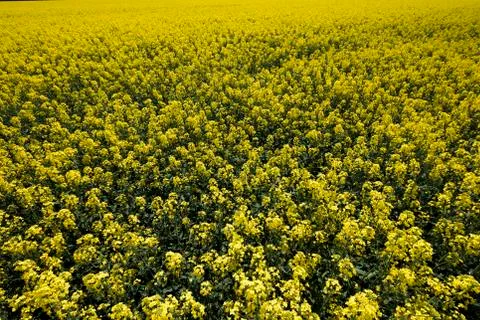 Colza field Stock Photos