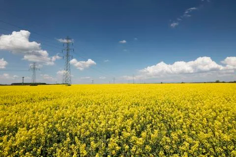Colza field Stock Photos