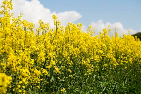 Colza field Stock Photos