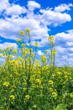 Colza field Foto stock