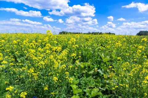 Colza field Foto stock