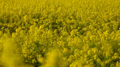 Colza field in summer in germany Video stock 62852998