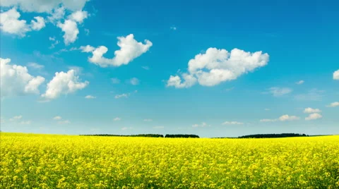 Colza field time lapse Stock Footage 40739750