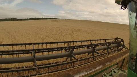 Colza Field timelaps (rabs) 4k Stock Footage 125079704