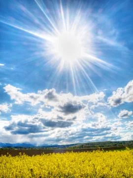 Colza field under spring sun 스톡 사진