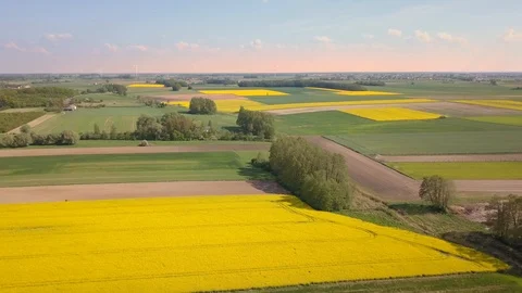 Colza fields seen from above. Stock-Footage 108629117