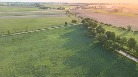 Colza fields seen from above. Video stock 108802130