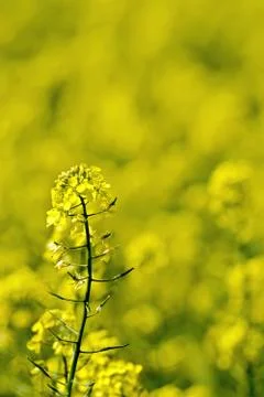 Colza flower on field Stock Photos