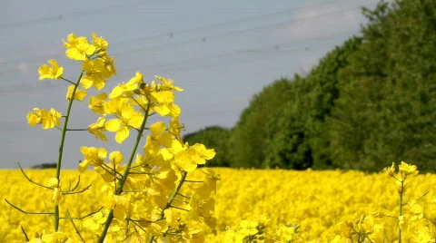 Colza Видео 773126