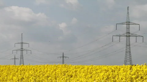 Colza Stock Footage 773127