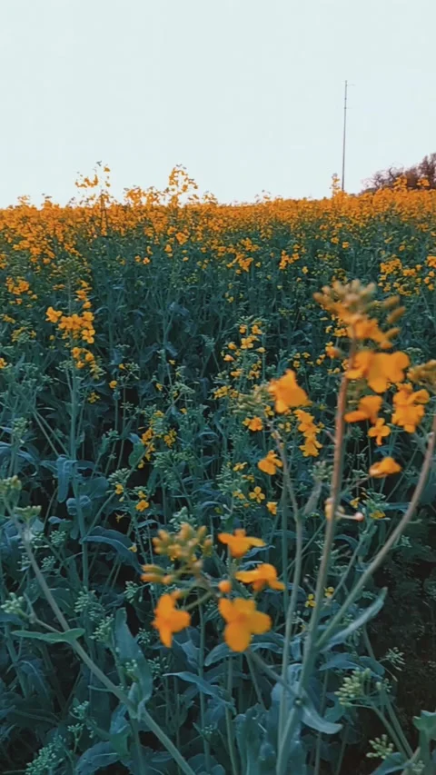 Colza or rape field at sunset. Colza oil or colza is a non-drying oil obtained Stock Footage 153968364