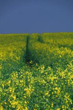 Colza Stock Photos