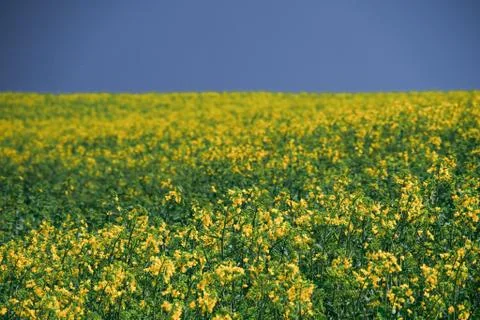 Colza Stock Photos