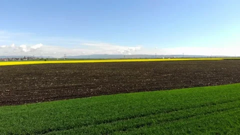 Colza Rape Field 4k Drone Aerial Stock-Footage 159896258