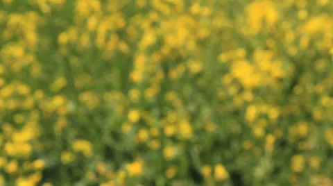 Colza tracking shot outdoor summer Stockbeeldmateriaal 24782889