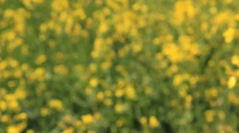 Colza tracking shot outdoor summer Stock-Footage 24782890