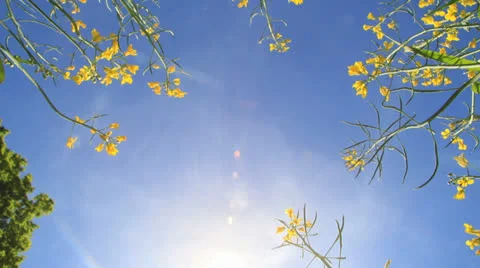 Colza tracking shot outdoor summer Stock Footage 24783043
