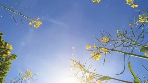 Colza tracking shot outdoor summer Video stock 24783095