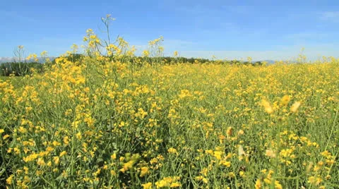 Colza tracking shot outdoor summer Stock-Footage 24783181